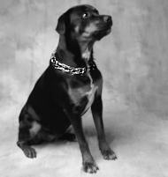 Rotty pinch collar with swivel and small quick release snap hook Rotty pinch collar with swivel and small quick release snap hook