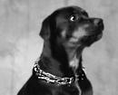 HS Dog Collars,pinch collars, curagan collar,spike collar,fure saver collar hs dog collar,herm sprenger dog collars, pinch collars,curogan collar,fure saver collars