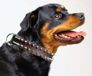 Rottweiler Leather Spiked Dog Collar Rottweiler Leather Spiked Dog Collar
