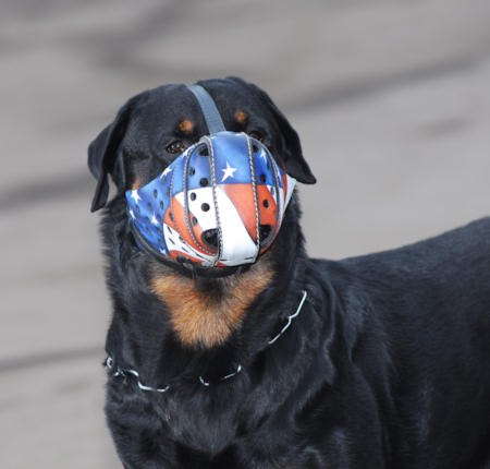 Best Rotty leather dog muzzle