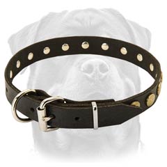 Extra ordinary leather dog collar