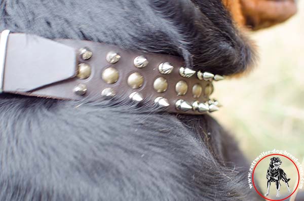 Modish Rottweiler collar with spikes and studs