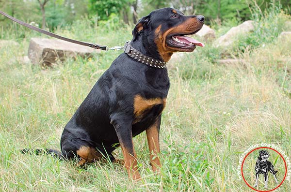 Rottweiler collar with amazing decorations