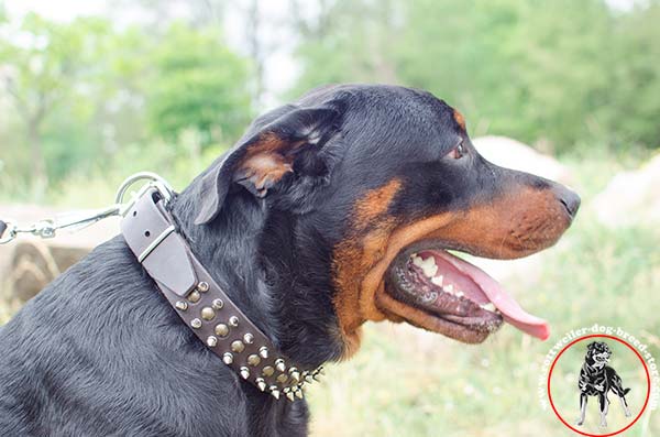 Rottweiler leather collar with handset studs
