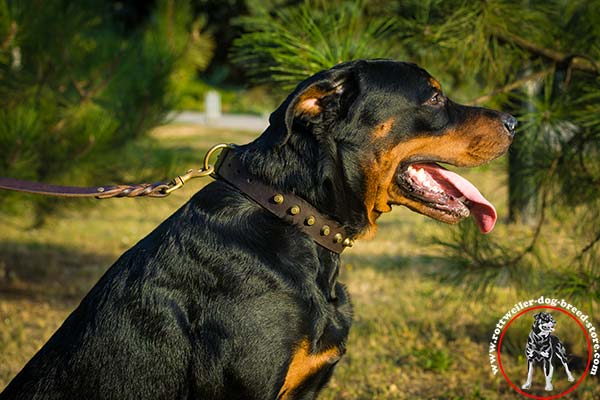 Rottweiler leather collar with goldish decorations