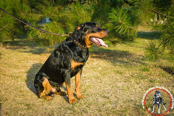 Rottweiler collar made of genuine leather