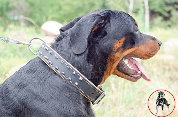 Rottweiler leather collar strongly stitched