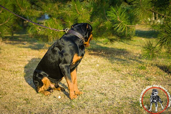 Rottweiler leather collar with nickel plated buckle and D-ring