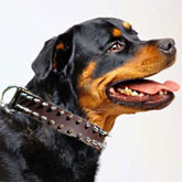 Rottweiler Leather Spiked Dog Collar