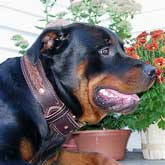 Leather Rottweiler dog collar