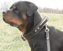 dog training collars,rotty dog collar,pinch dog collar,dog collar with handle Rottweiler dog training collars,leather dog collars,rotty collars