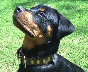 rottweiler collar