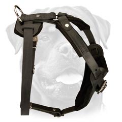 Leather Harness for Rottweiler