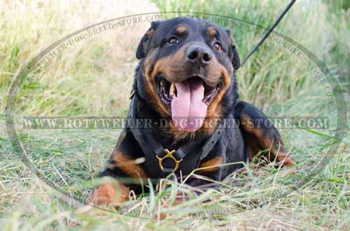 Shock Absorbing Leather Custom Rottweiler Harness with Inside Padding