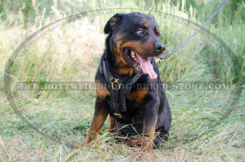 Safe Walking Leather Rottweiler Harness Features Great Design