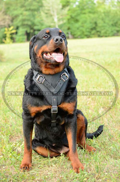 Leather Rottweiler Harness Handcrafted Protective