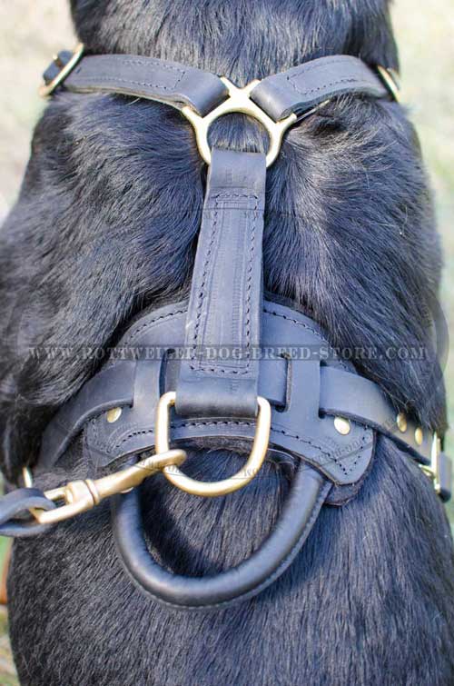 Well-Designed Leather Dog Harness Stitched in Major Points