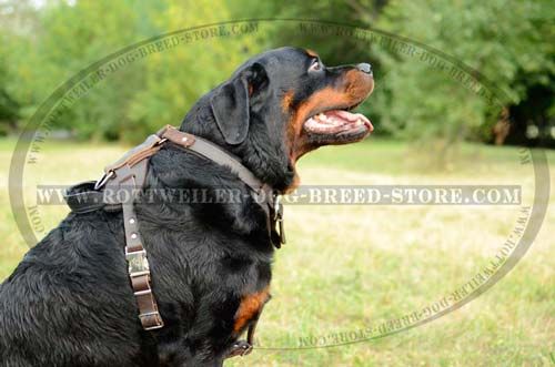 Leather Dog Harness with Wide Straps Strong for Rottweiler