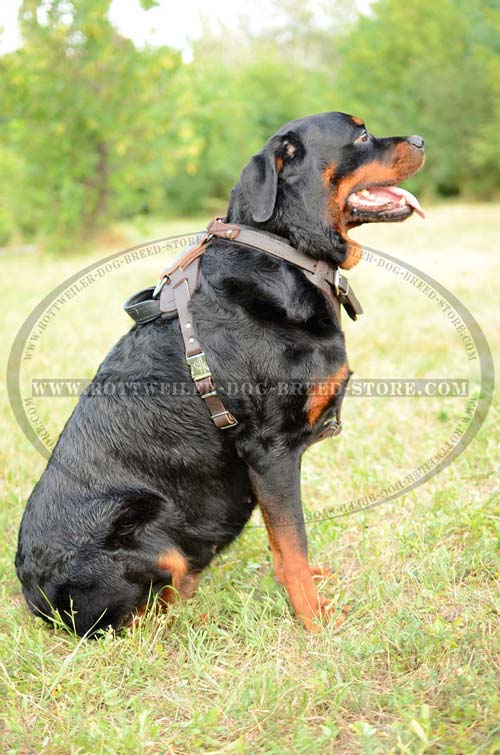 Dog Harness Leather Extremely Comfortable for Rottweiler's Regular Wear
