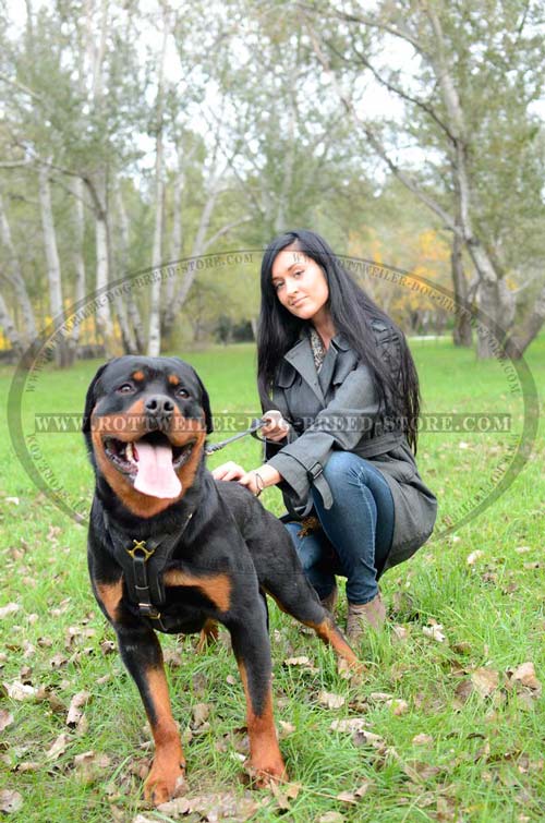 Well-Made Leather Dog Harness for Rottweiler Walking