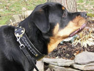 leather dog collar for Rottweiler dog breed