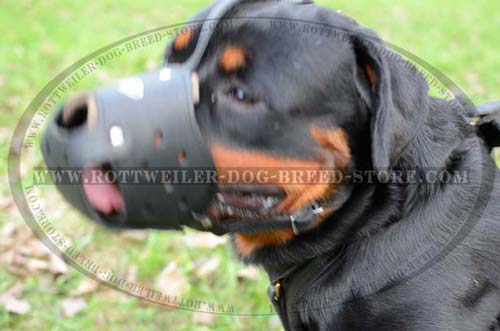Wonderful Leather Dog Muzzle