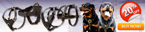 Heavy Duty Rottweiler Harnesses