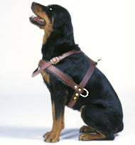 Rottweiler leather dog harness- Tracking/Pulling dog harness Rottweiler leather dog harness- Tracking/Pulling dog harness
