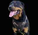 Rottweiler Dog Harness,leather dog harness,agitation dog harness,training dog harness,nylon dog harness with handle,walking dog harness Rottweiler Dog Harnesses