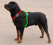 rottweiler dog harness size