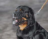 rottweiler dog muzzle
