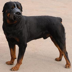 Leather dog muzzle