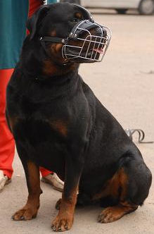 rottweiler muzzle