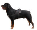 Rotty dog harness,rotty dog collar,dog lead, bite sleeve for dog training Rotty dog harnesses,rotty dog collars,dog leads, bite sleeves for dog training