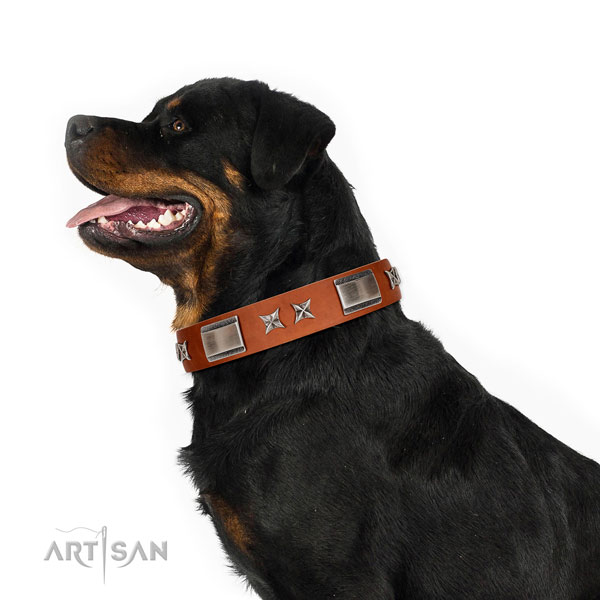 Everyday use top rate natural leather dog collar with embellishments