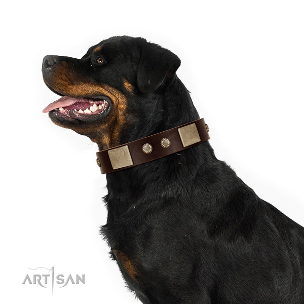Rust-proof hardware on genuine leather dog collar for comfy wearing