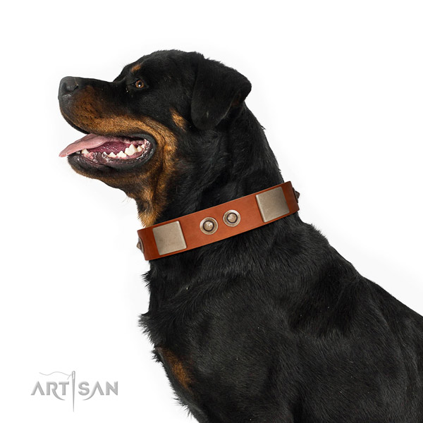 Corrosion proof D-ring on natural genuine leather dog collar for everyday use