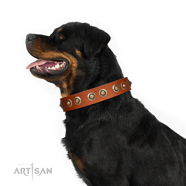 Stylish walking dog collar of natural leather with unique studs