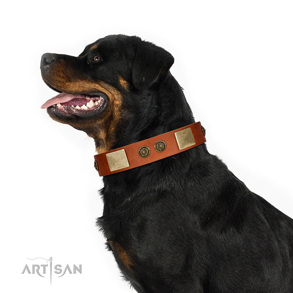 Extraordinary dog collar handmade for your impressive doggie