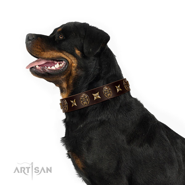 Everyday use dog collar of leather with fashionable embellishments