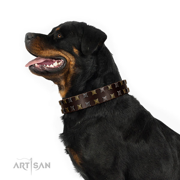 Top rate full grain natural leather dog collar with decorations for your four-legged friend
