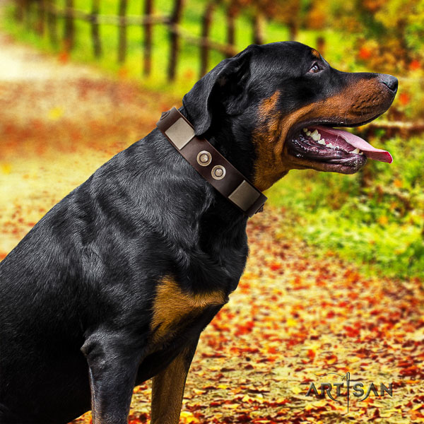 Rottweiler fancy walking full grain genuine leather collar for your lovely pet