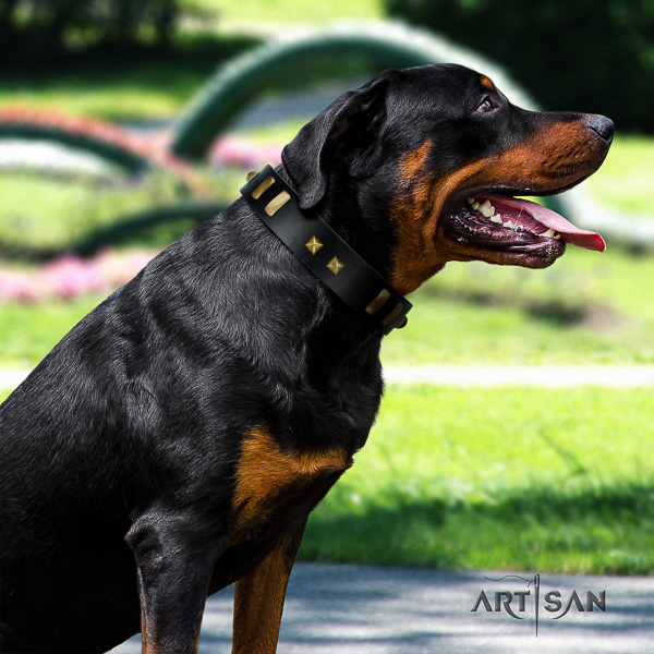 Rottweiler everyday walking genuine leather collar for your stylish canine