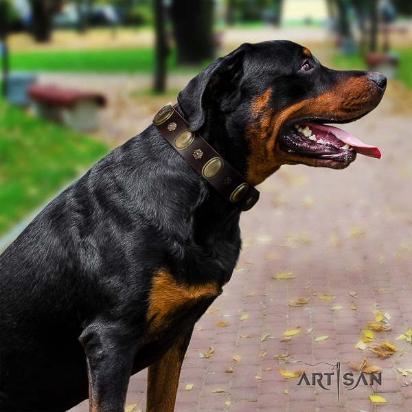 Rottweiler easy wearing full grain genuine leather collar for your beautiful doggie