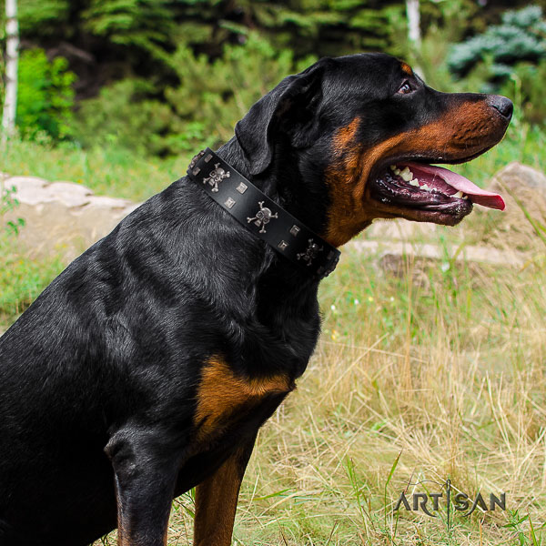 Rottweiler stylish walking genuine leather collar for your lovely four-legged friend