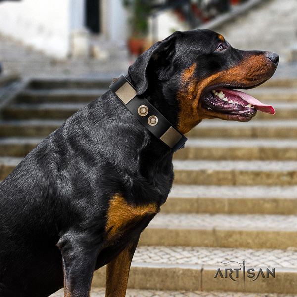 Rottweiler everyday use full grain leather collar for your lovely pet