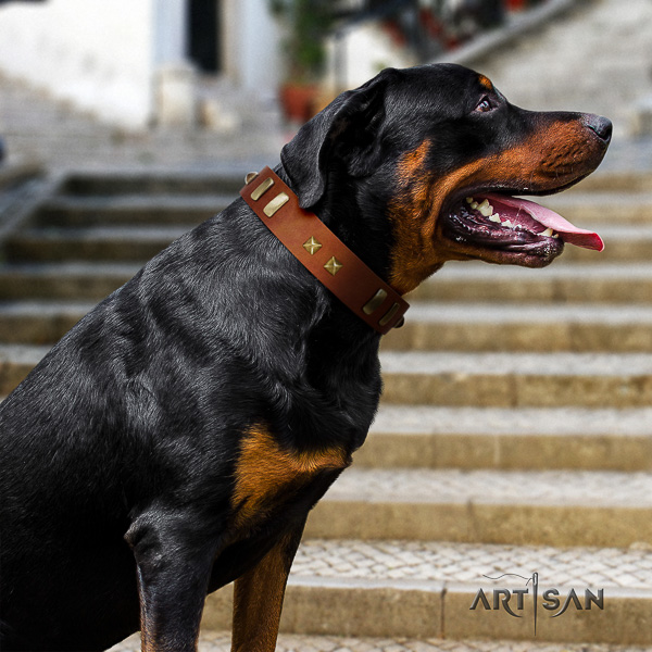Rottweiler comfortable wearing leather collar for your beautiful dog