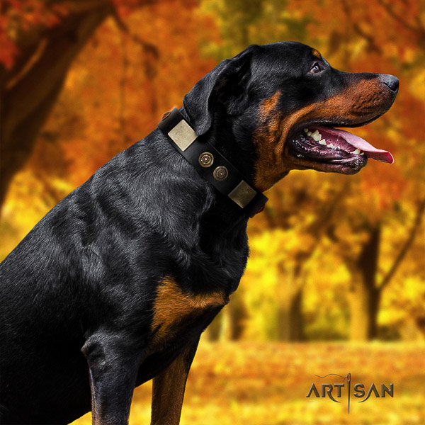 Rottweiler comfortable wearing full grain natural leather collar for your beautiful four-legged friend