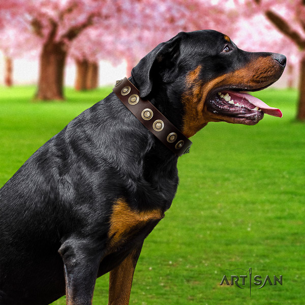 Rottweiler stylish walking leather collar for your stylish pet