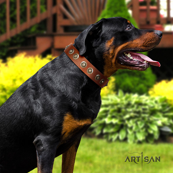 Rottweiler basic training natural leather collar for your impressive four-legged friend